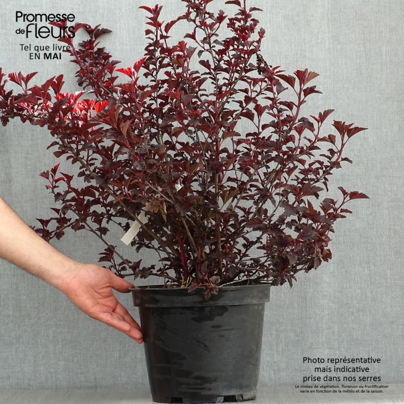 Exemplaar van Physocarpus opulifolius All Black - Blaasspirea Pot van 7,5 l/10 l zoals geleverd in de lente