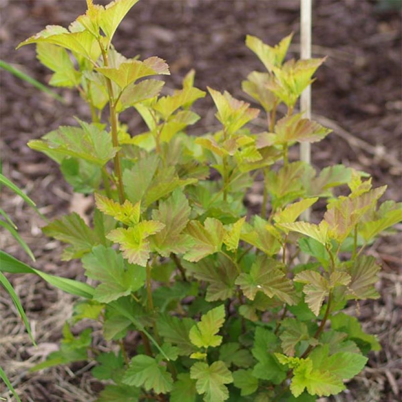 Physocarpus opulifolius Amber Jubilee - Blaasspirea (Foliage)