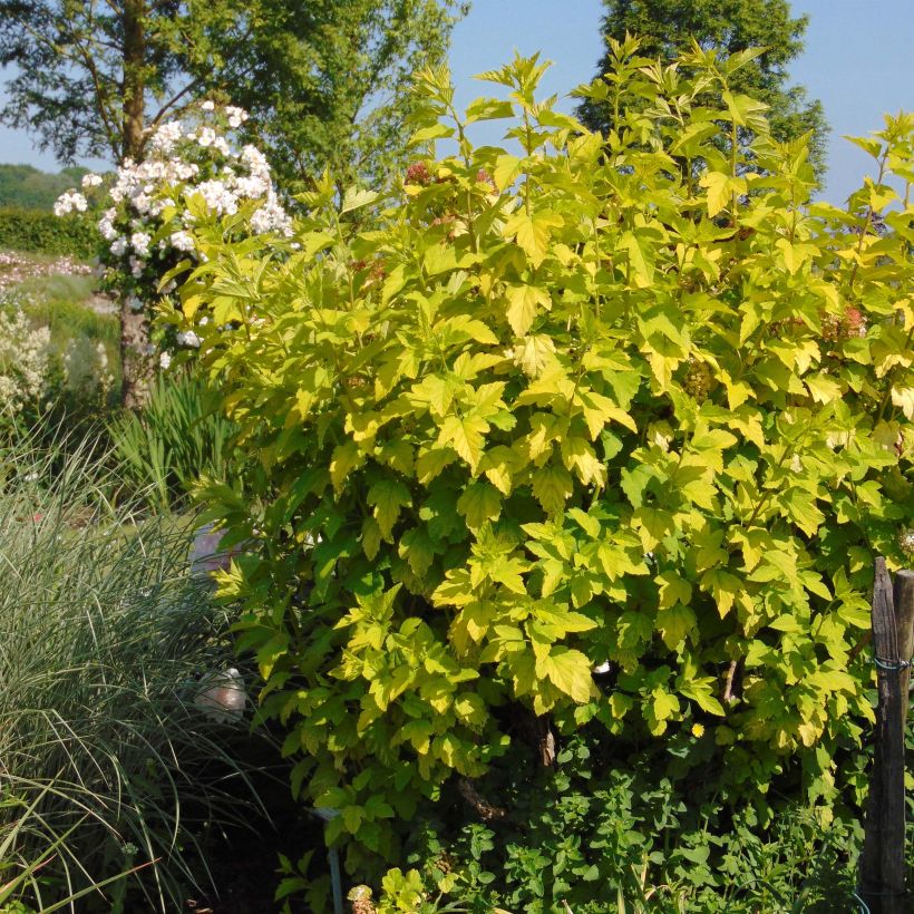 Voorbeeld van een exemplaar van Physocarpus opulifolius Angel Gold - Physocarpe Pot de 3L/4L zoals geleverd