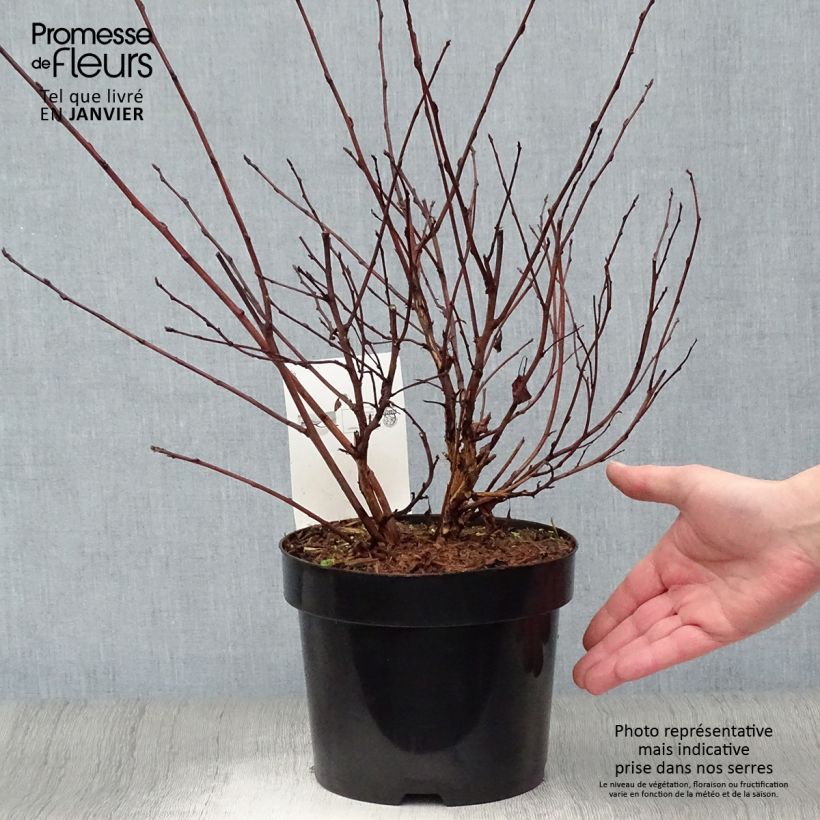 Example of Physocarpus opulifolius Angel Gold - Physocarpe Pot van 3 l/4 l as you get in hiver
