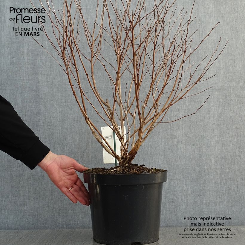 Example of Physocarpus opulifolius Angel Gold - Physocarpe Pot van 7,5 l/10 l as you get in hiver