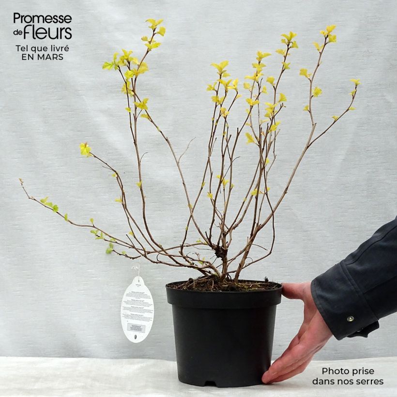 Exemplaar van Physocarpus opulifolius Anny's Gold - Blaasspirea Pot van 3 l/4 l zoals geleverd in de lente