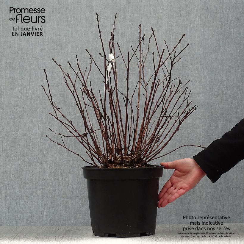 Example of Physocarpus opulifolius Black Light - Physocarpe Pot van 7,5 l/10 l as you get in hiver