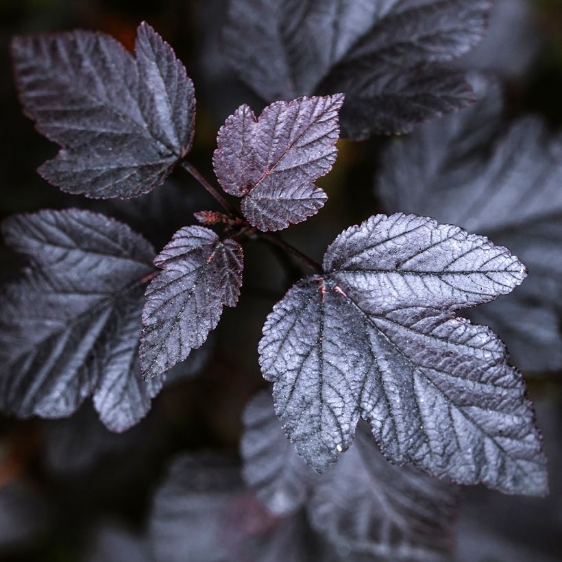 Physocarpus opulifolius Black Light - Blaasspirea (Foliage)