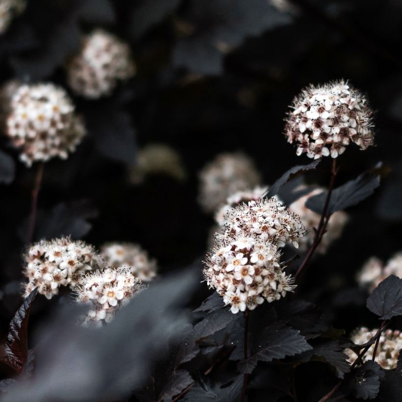 Physocarpus opulifolius Black Light - Blaasspirea (Flowering)