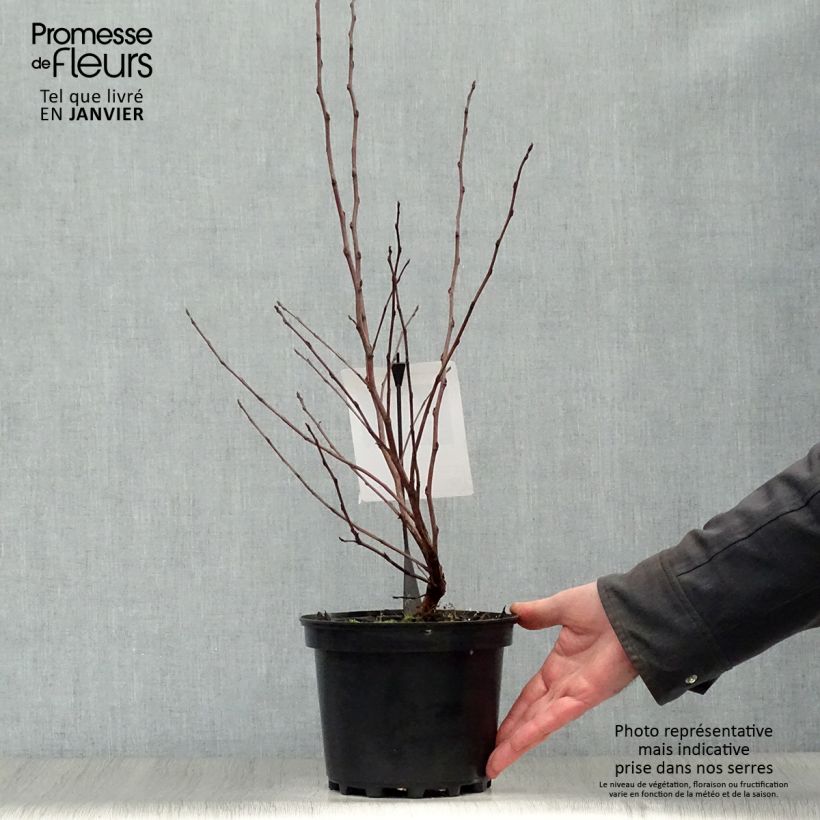 Example of Physocarpus opulifolius Diable D'Or - Physocarpe à feuilles cuivre Pot van 3 l/4 l as you get in hiver