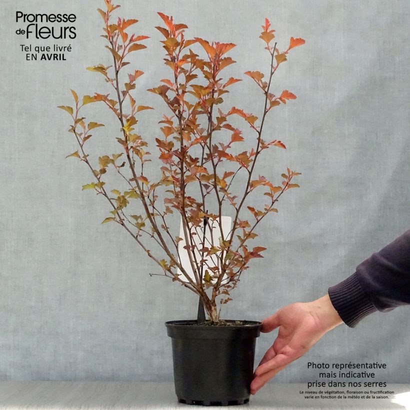 Exemplaar van Physocarpus opulifolius Diable D'Or - Blaasspirea Pot van 3 l/4 l zoals geleverd in de lente