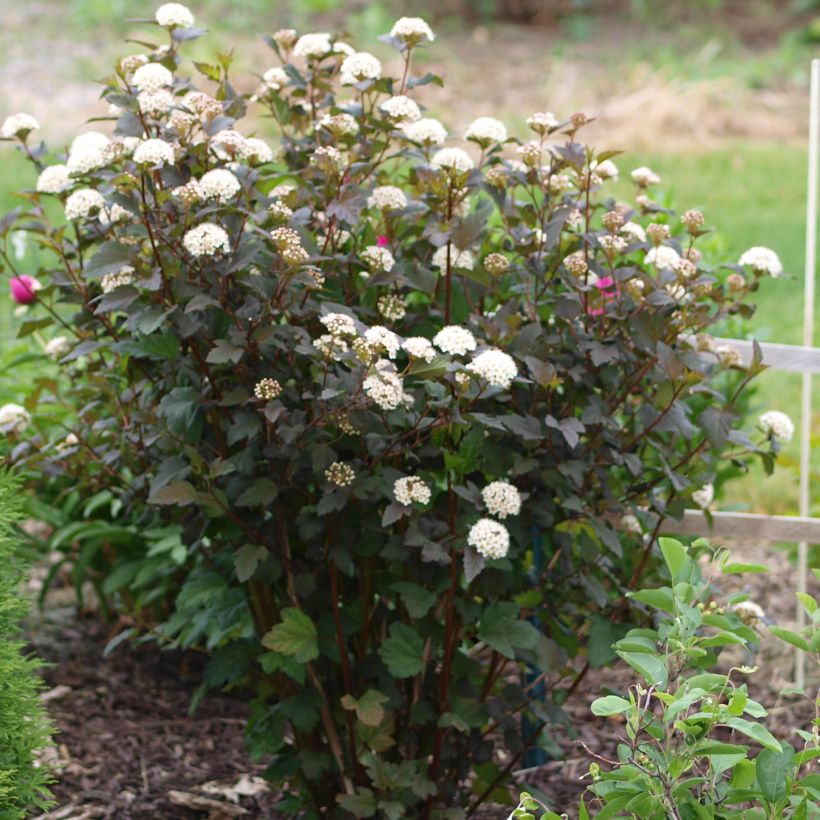Physocarpus opulifolius Diabolo - Blaasspirea (Plant habit)