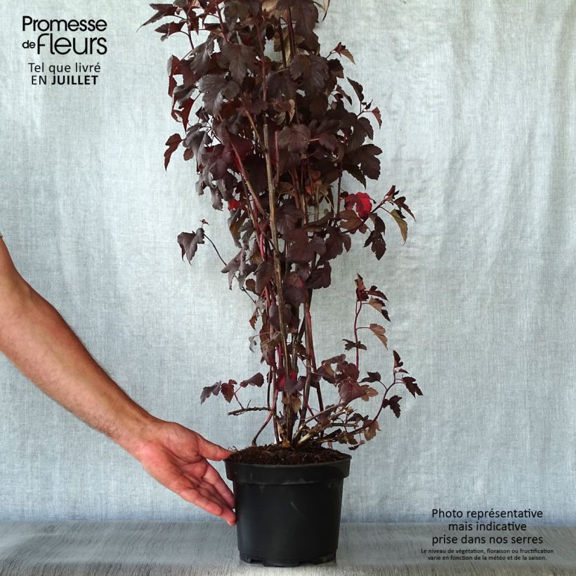 Exemplaar van Physocarpus opulifolius Diabolo - Blaasspirea Pot van 3 l/4 l zoals geleverd in de zomer