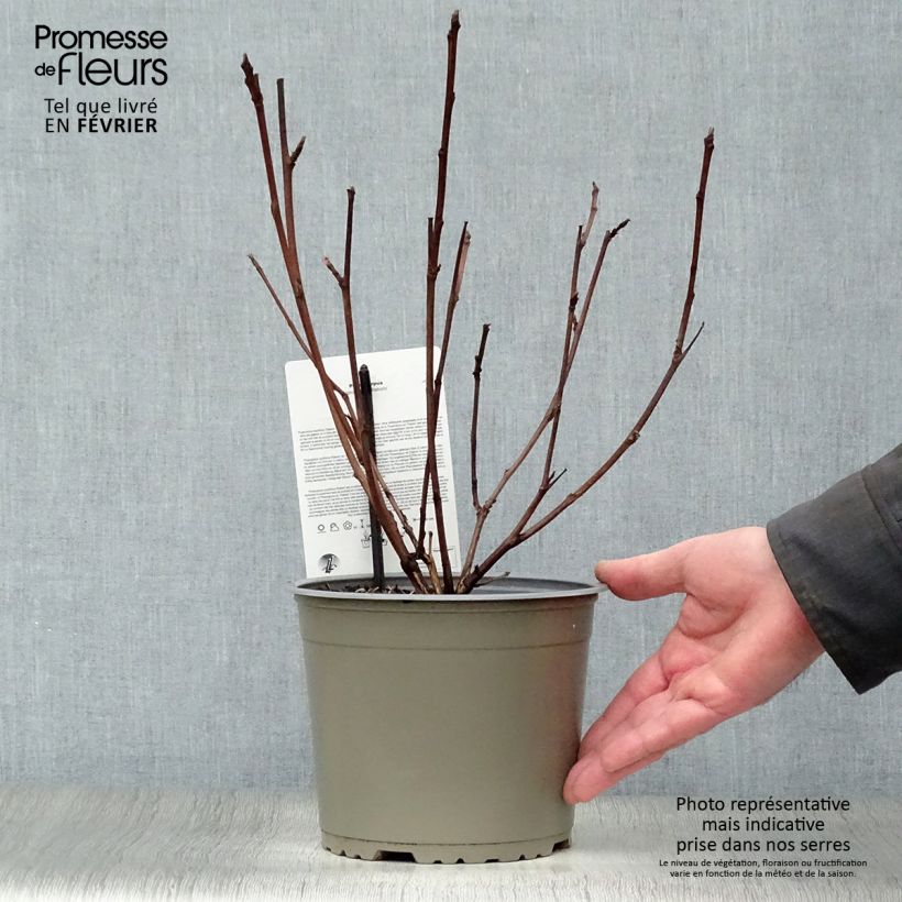 Example of Physocarpus opulifolius Diabolo - Blaasspirea Pot van 3 l/4 l as you get in hiver