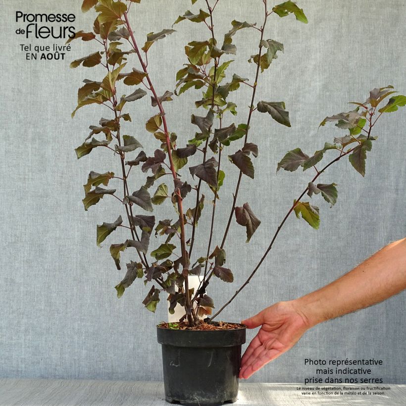 Exemplaar van Physocarpus opulifolius Lady in Red - Blaasspirea Pot van 3 l/4 l zoals geleverd in de zomer