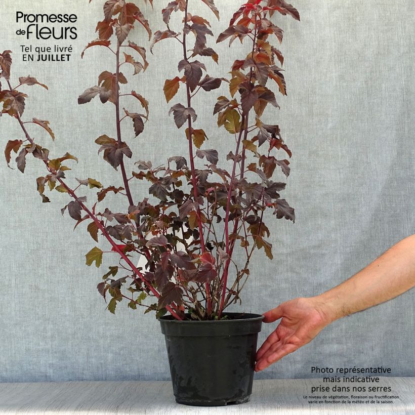 Exemplaar van Physocarpus opulifolius Lady in Red - Blaasspirea Pot van 3 l/4 l zoals geleverd in de zomer