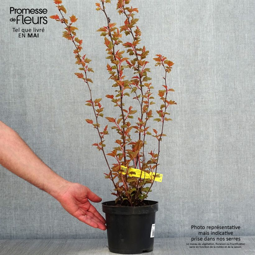 Exemplaar van Physocarpus opulifolius Little Angel - Blaasspirea Pot van 2 l/3 l zoals geleverd in de lente