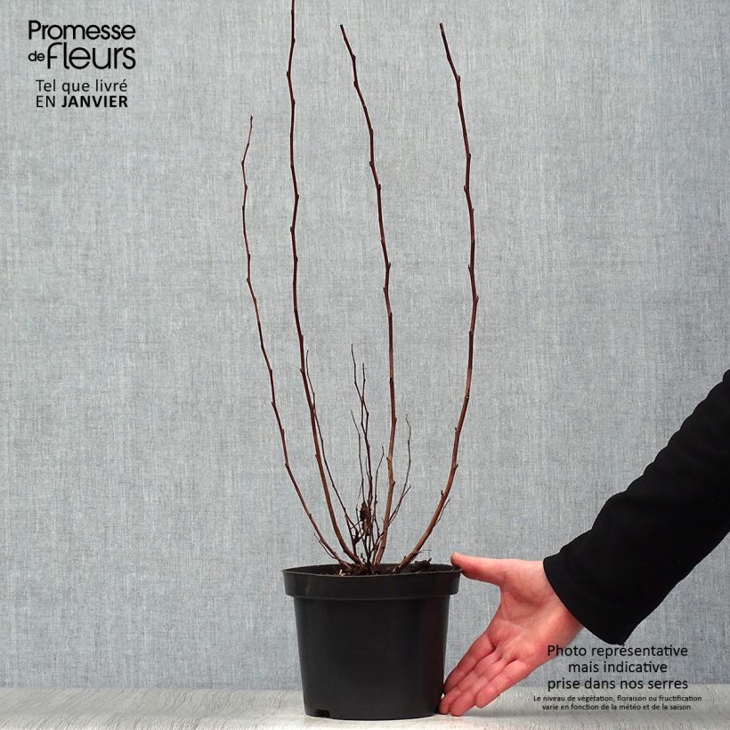 Example of Physocarpus opulifolius Little Angel - Physocarpe Pot van 2 l/3 l as you get in hiver