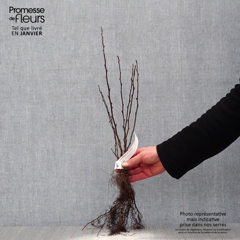 Example of Physocarpus opulifolius Little Angel - Physocarpe Naakte wortel as you get in hiver