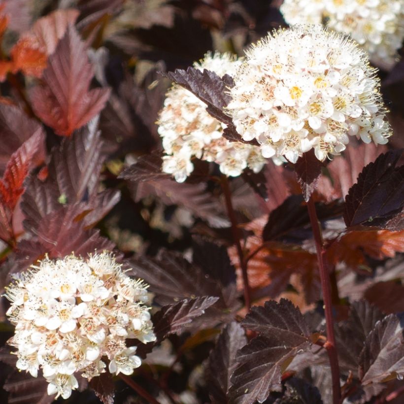 Physocarpus opulifolius Little Angel - Blaasspirea (Harvest)