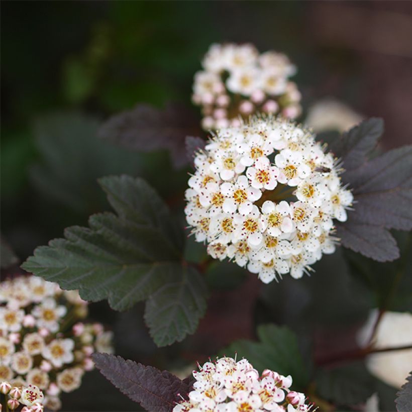 Physocarpus opulifolius Little Devil - Blaasspirea (Flowering)
