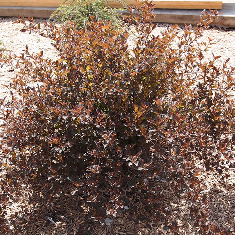 Physocarpus opulifolius Little Devil - Blaasspirea (Plant habit)