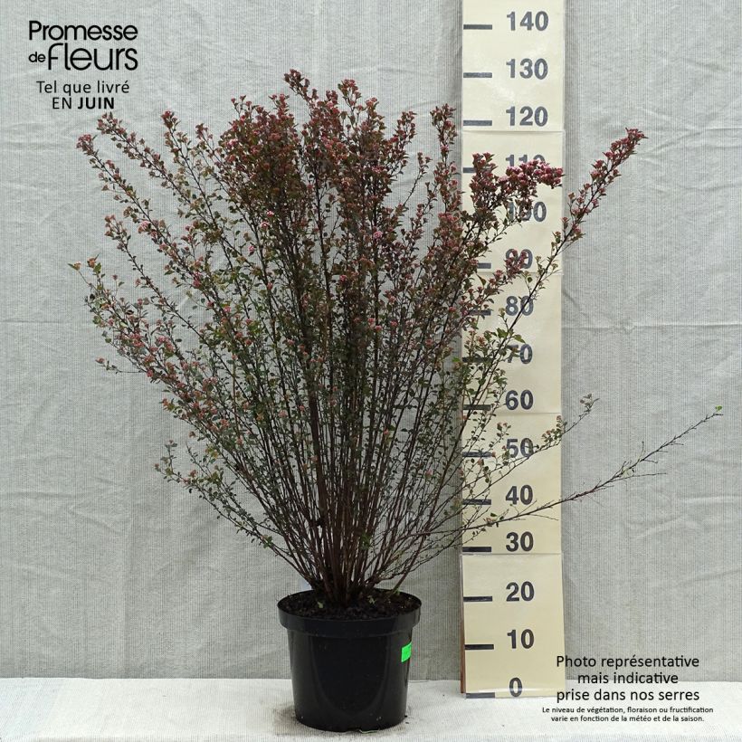Exemplaar van Physocarpus opulifolius Little Devil - Blaasspirea Pot van 7,5 l/10 l zoals geleverd in de lente