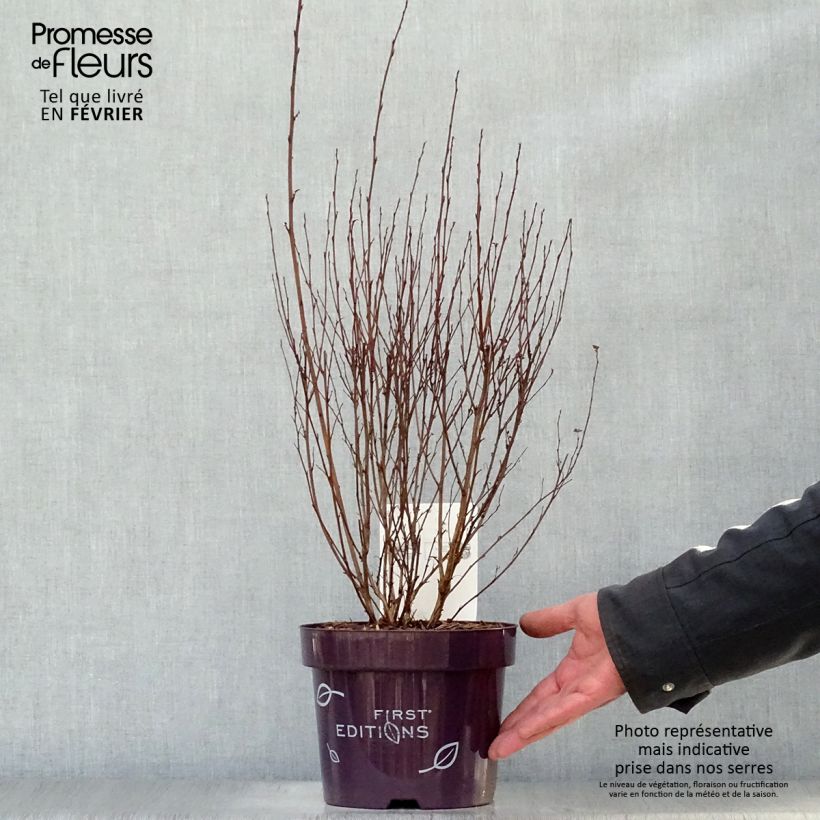 Example of Physocarpus opulifolius Little Devil Pot van 3 l/4 l as you get in hiver