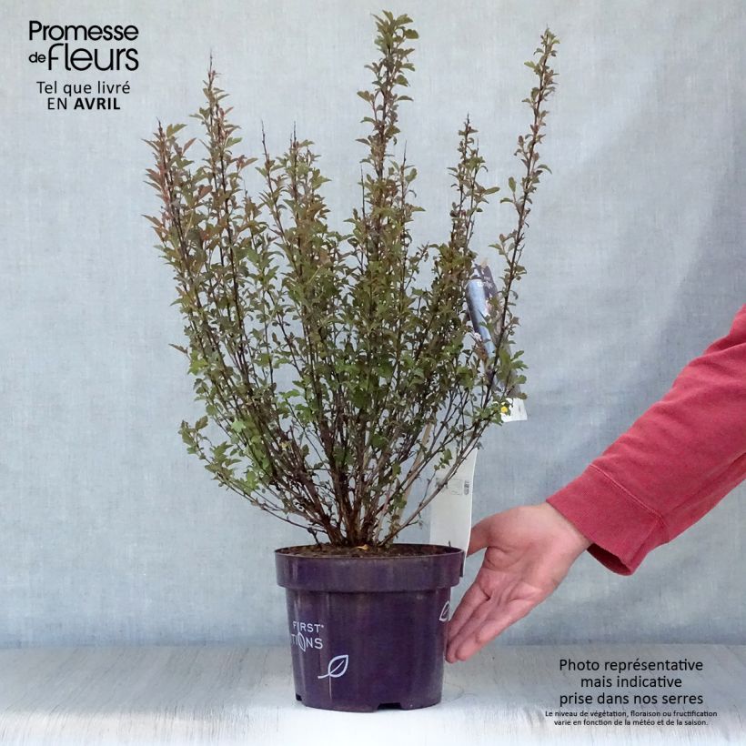 Exemplaar van Physocarpus opulifolius Little Devil - Blaasspirea Pot van 3 l/4 l zoals geleverd in de lente