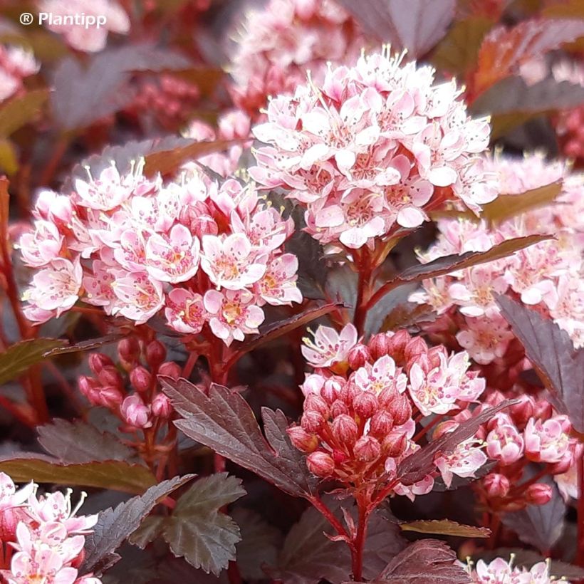 Physocarpus opulifolius Little Joker - Blaasspirea (Flowering)