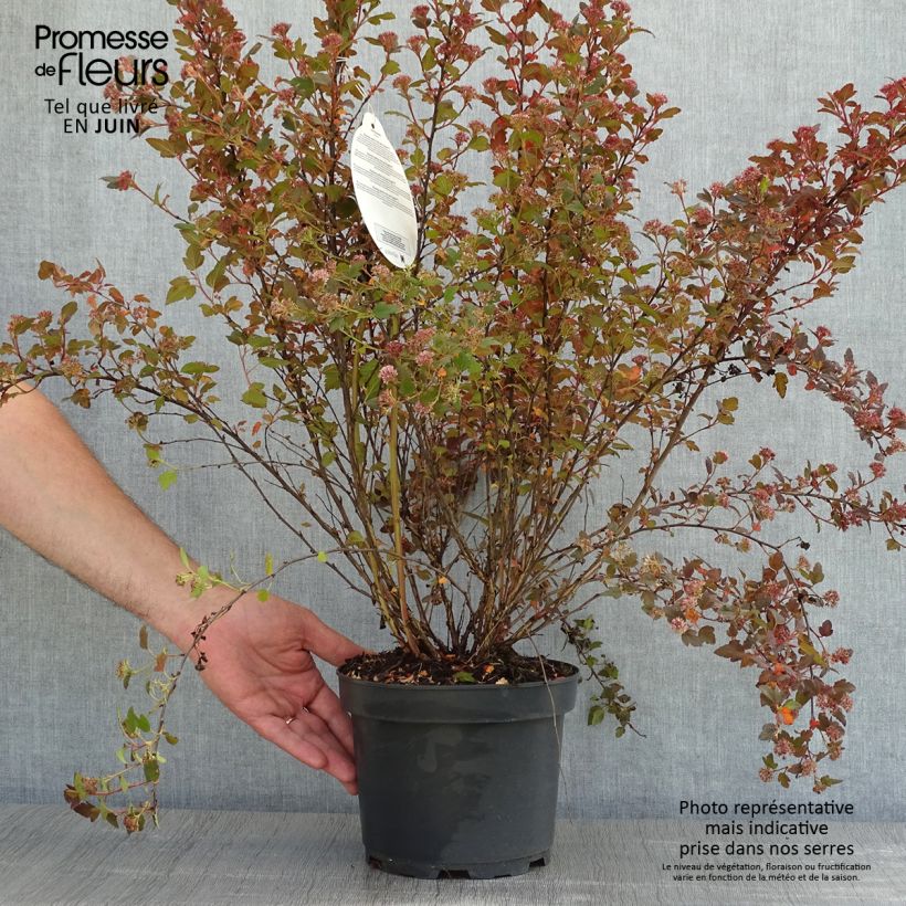Exemplaar van Physocarpus opulifolius Little Joker - Blaasspirea Pot van 2 l/3 l zoals geleverd in de lente