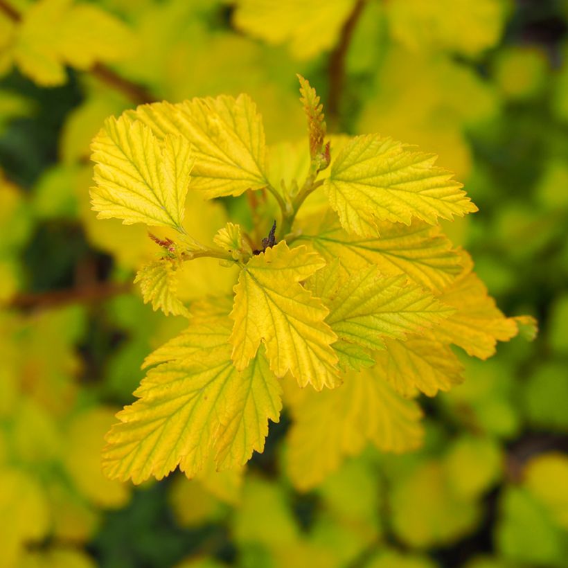 Physocarpus opulifolius Luteus - Blaasspirea (Foliage)