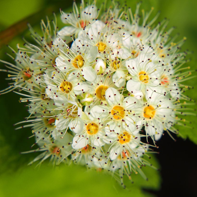 Physocarpus opulifolius Luteus - Blaasspirea (Flowering)