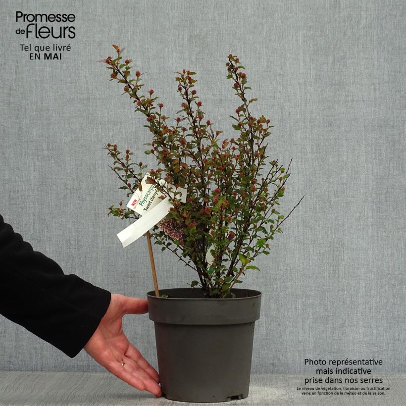 Exemplaar van Physocarpus opulifolius Magic Sweet Cherry Tea - Blaasspirea Pot van 3 l/4 l zoals geleverd in de lente