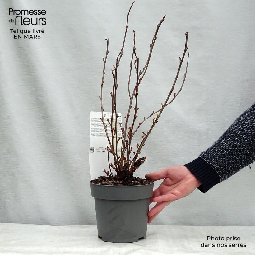 Example of Physocarpus opulifolius Perspektiva Pot van 2 l/3 l as you get in hiver