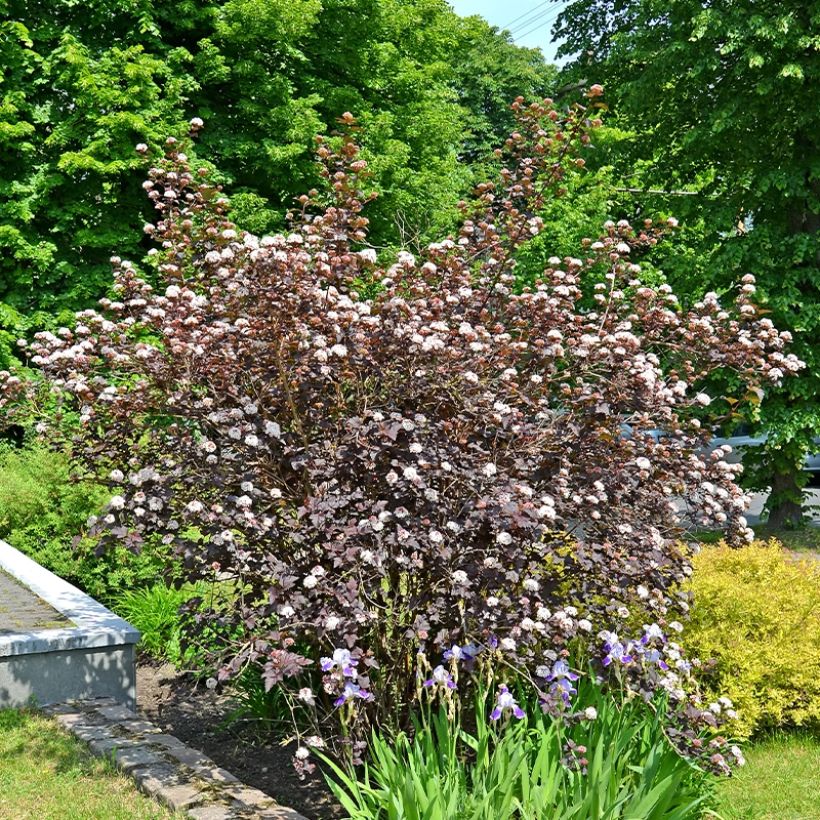 Physocarpus opulifolius Perspektiva - Blaasspirea (Plant habit)