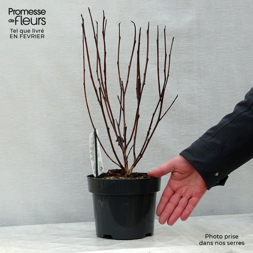 Example of Physocarpus opulifolius Red Baron - Blaasspirea Pot van 2 l/3 l as you get in hiver
