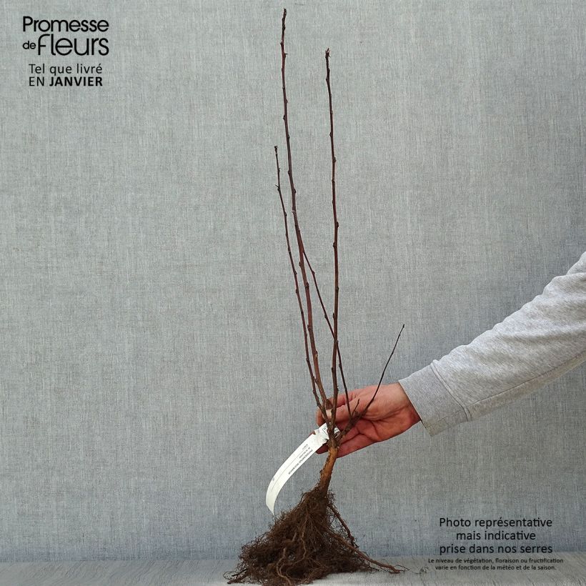 Example of Physocarpus opulifolius Red Baron - Blaasspirea Naakte wortel as you get in hiver