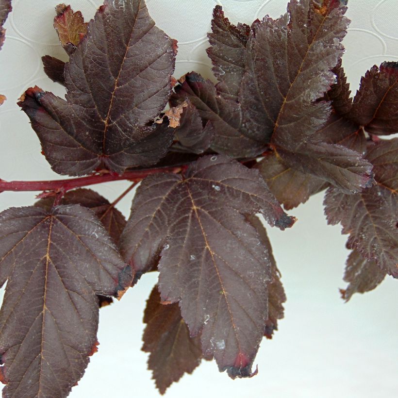 Physocarpus opulifolius Summer Wine - Blaasspirea (Foliage)