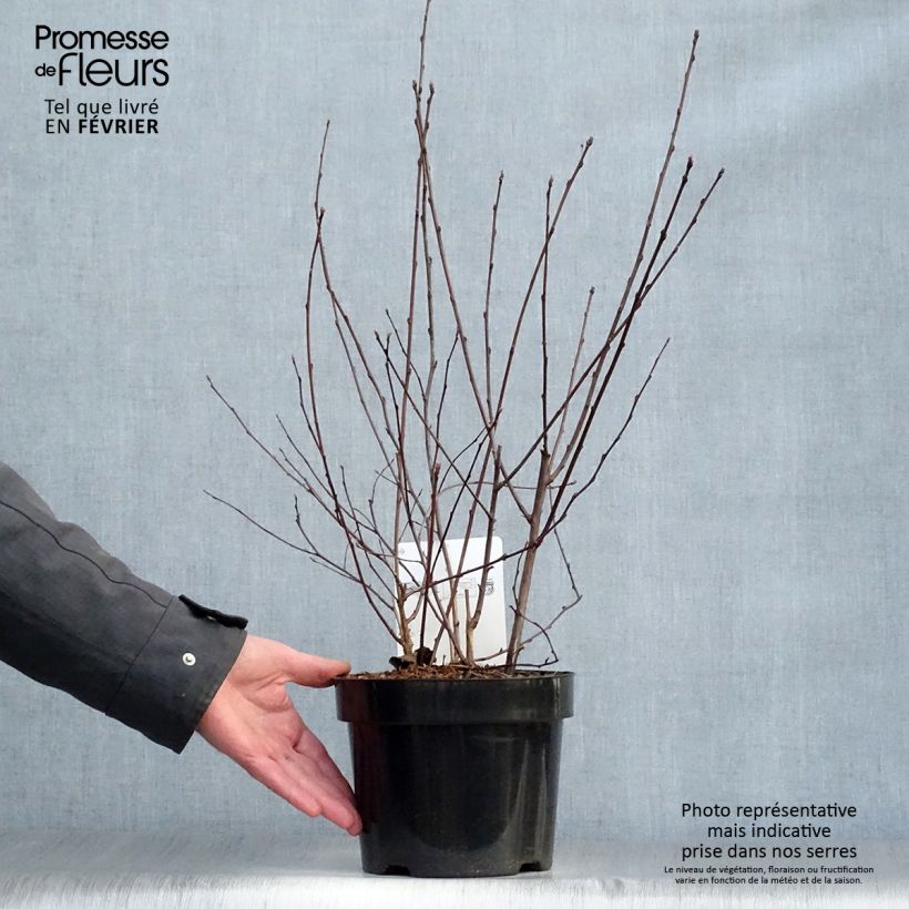 Example of Physocarpus opulifolius Summer Wine Pot van 3 l/4 l as you get in hiver