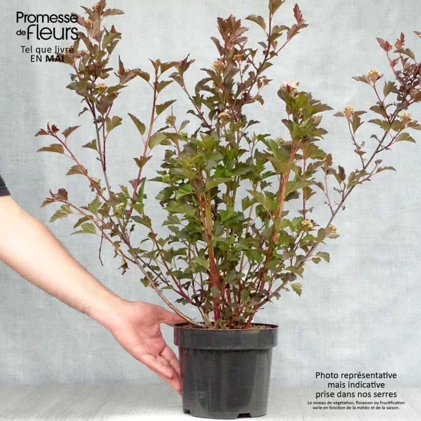 Exemplaar van Physocarpus opulifolius Summer Wine - Blaasspirea Pot van 3 l/4 l zoals geleverd in de lente