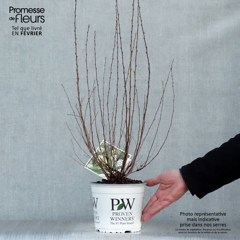 Example of Physocarpus opulifolius Tiny Wine Gold Pot van 2 l/3 l as you get in hiver