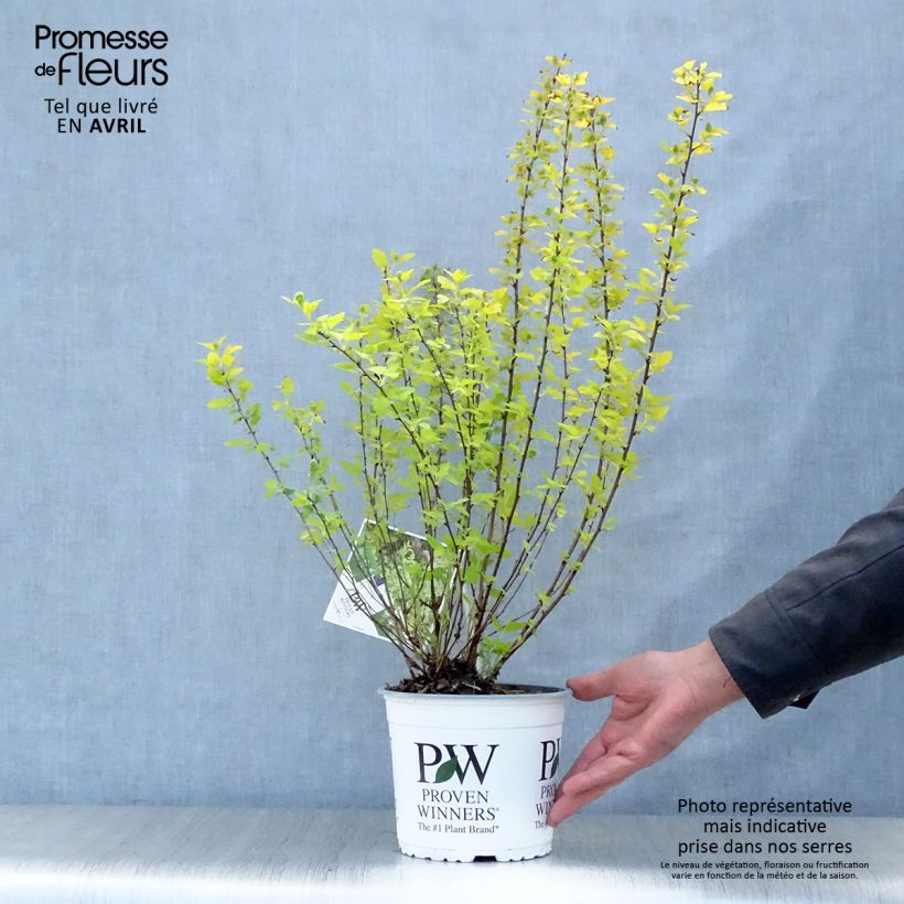 Exemplaar van Physocarpus opulifolius Tiny Wine Gold - Blaasspirea Pot van 2 l/3 l zoals geleverd in de lente