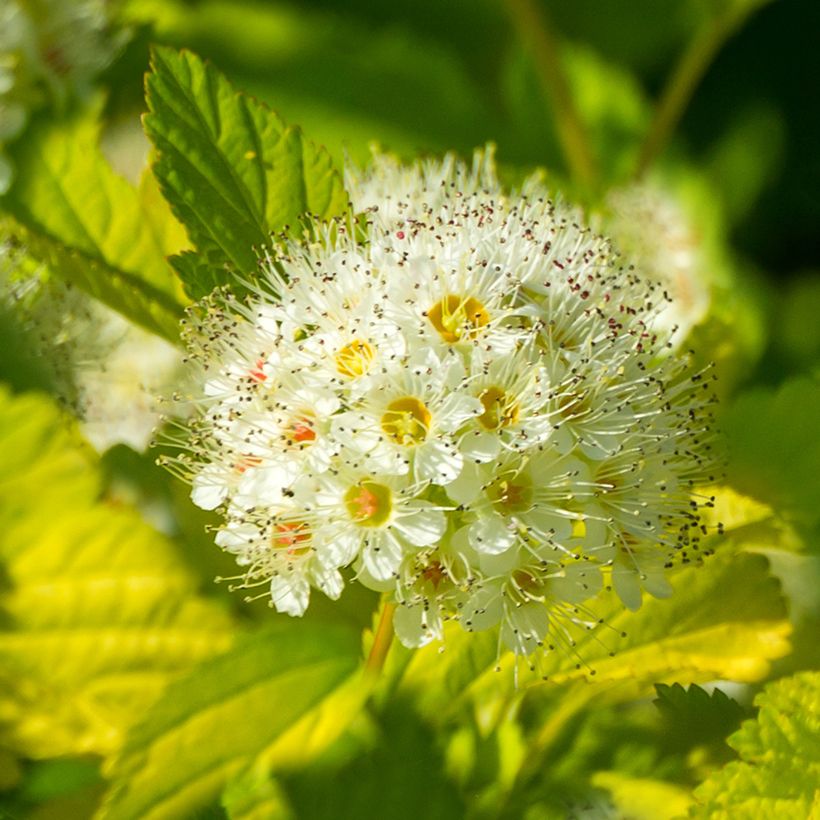 Physocarpus opulifolius Tiny Wine Gold - Blaasspirea (Flowering)