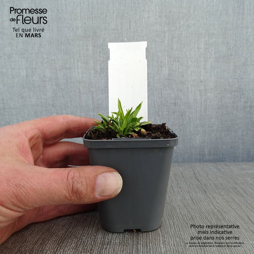 Example of Physostegia virginiana Alba - Scharnierbloem Kweekpotje van 8/9 cm as you get in hiver