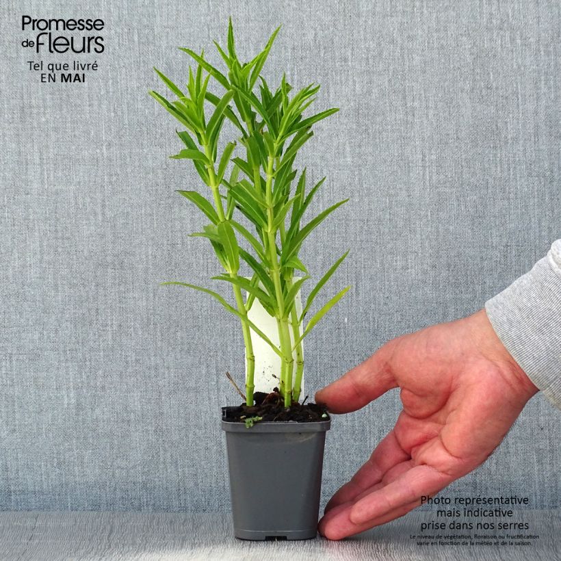 Exemplaar van Physostegia virginiana Alba - Scharnierbloem Kweekpotje van 8/9 cm zoals geleverd in de lente