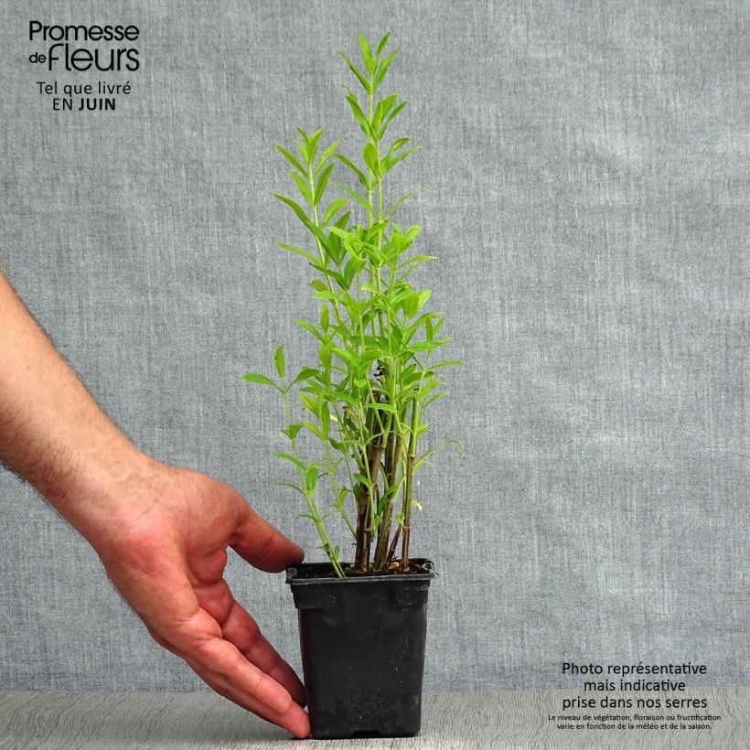 Exemplaar van Physostegia virginiana Bouquet Roze - Scharnierbloem Kweekpotje van 7/8 cm zoals geleverd in de zomer