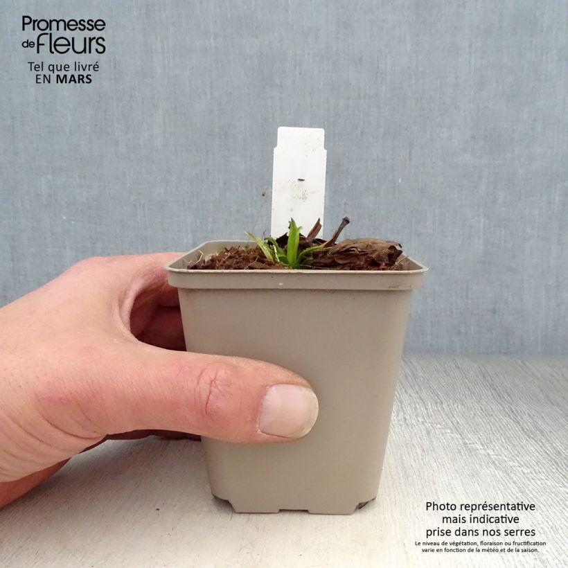 Exemplaar van Physostegia virginiana Miss Manners - Scharnierbloem Kweekpotje van 8/9 cm zoals geleverd in de lente