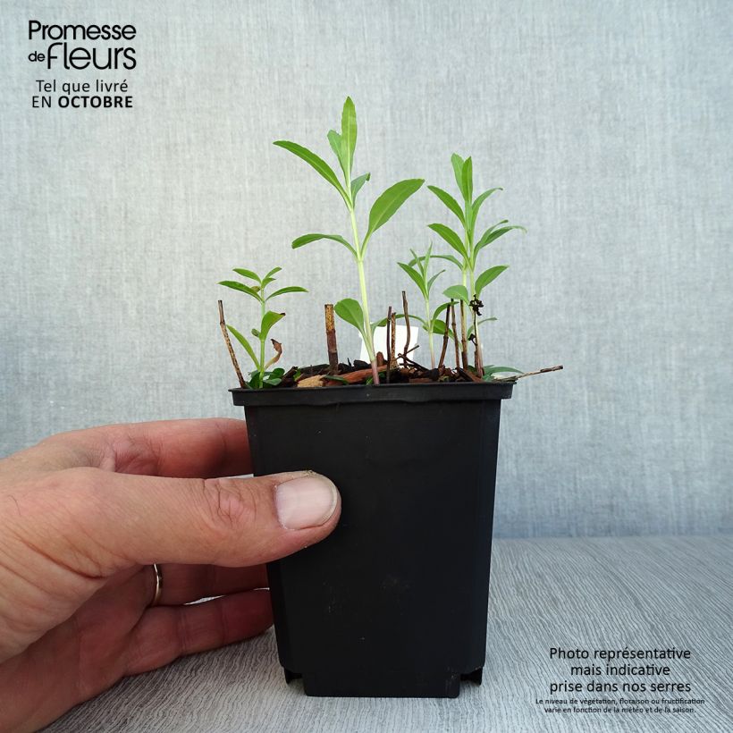 Exemplaar van Physostegia virginiana Red Beauty - Scharnierbloem Kweekpotje van 8/9 cm zoals geleverd in de herfst