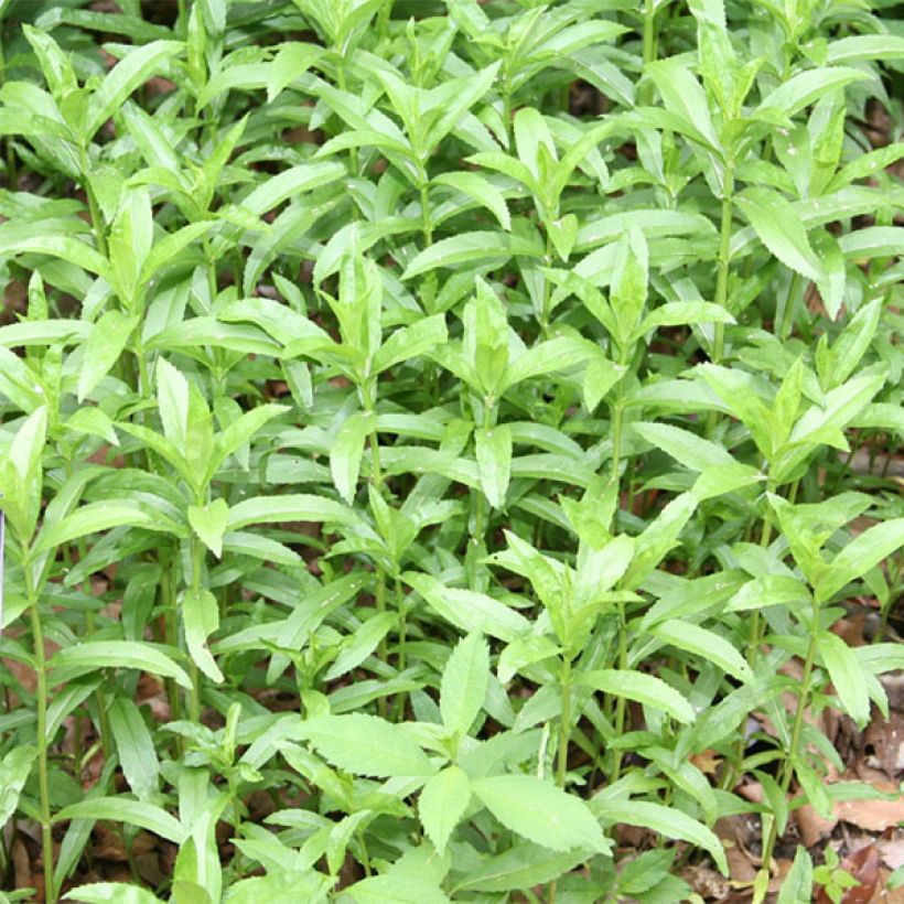 Physostegia virginiana Summer Snow - Scharnierbloem (Foliage)