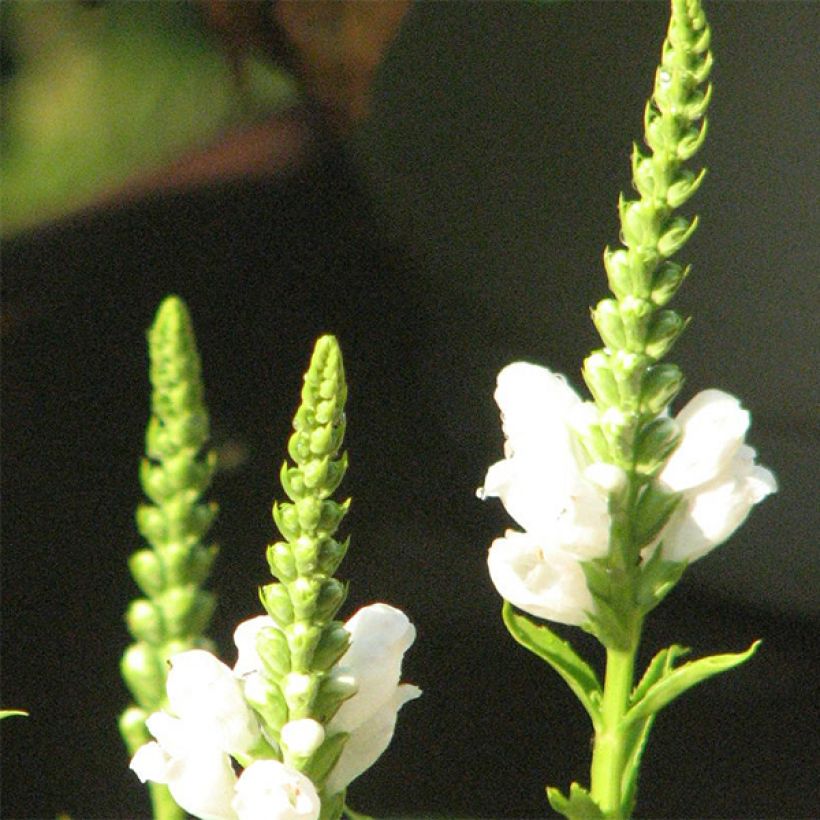 Physostegia virginiana Summer Snow - Scharnierbloem (Flowering)