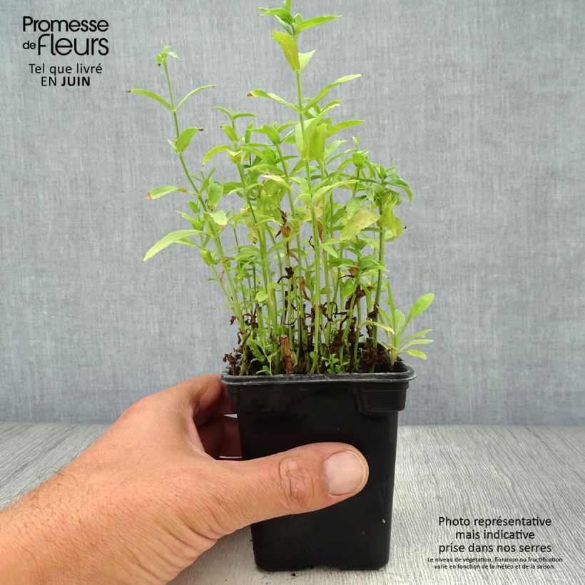 Exemplaar van Physostegia virginiana Summer Snow - Scharnierbloem Kweekpotje van 7/8 cm zoals geleverd in de zomer