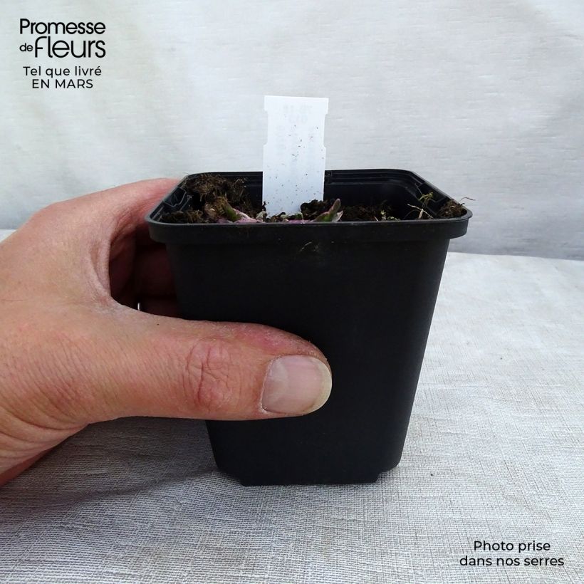 Example of Physostegia virginiana Variegata Kweekpotje van 8/9 cm as you get in hiver