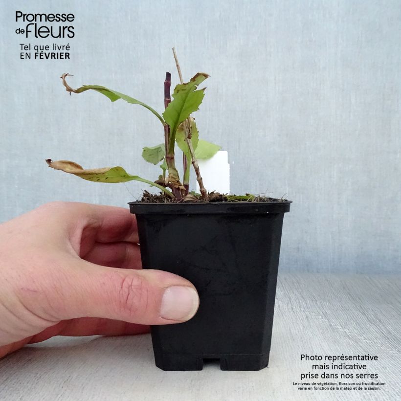 Example of Physostegia virginiana Vivid - Cataleptique Kweekpotje van 8/9 cm as you get in hiver